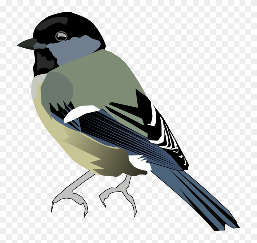 Perching Bird,eurasian Magpie,finch - Mesange Png Clipart