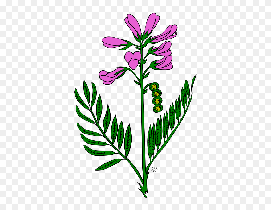 Milkweed Clipart - Png Download