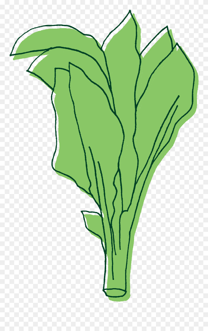 Gai Lan Illustration Clipart