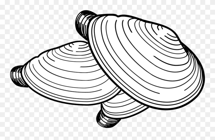 Collection Of Free Clam Drawing Bivalve Download On - Razor Clam Drawing Clipart