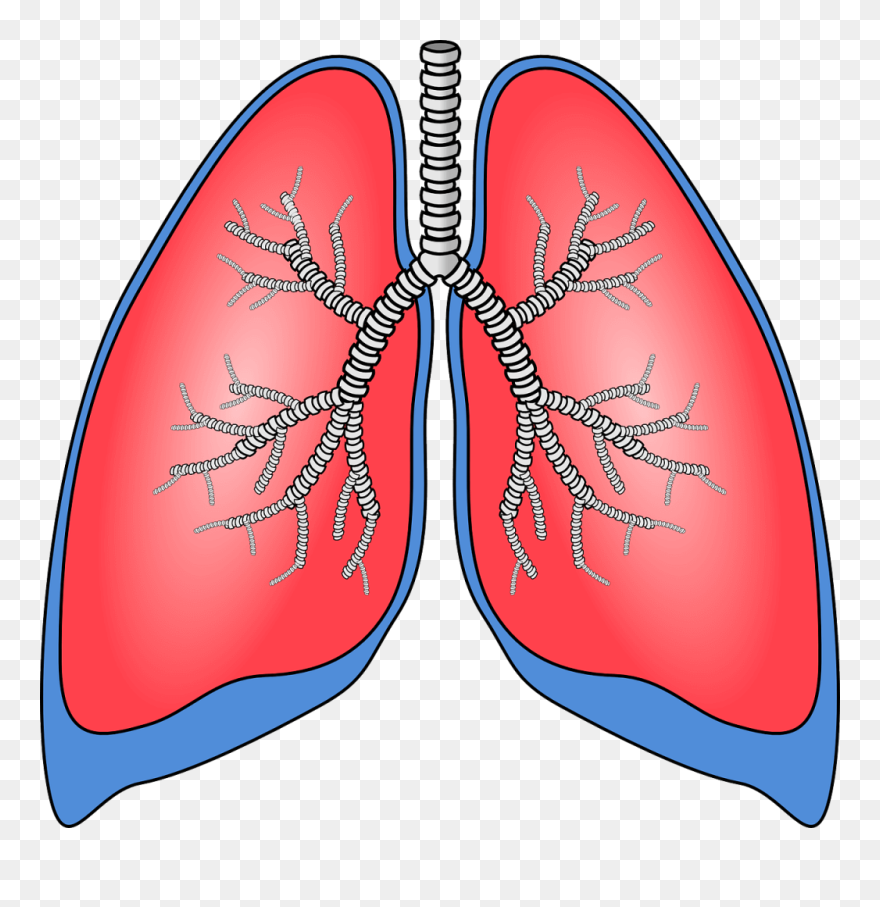 Human Lungs Clipart - Png Download