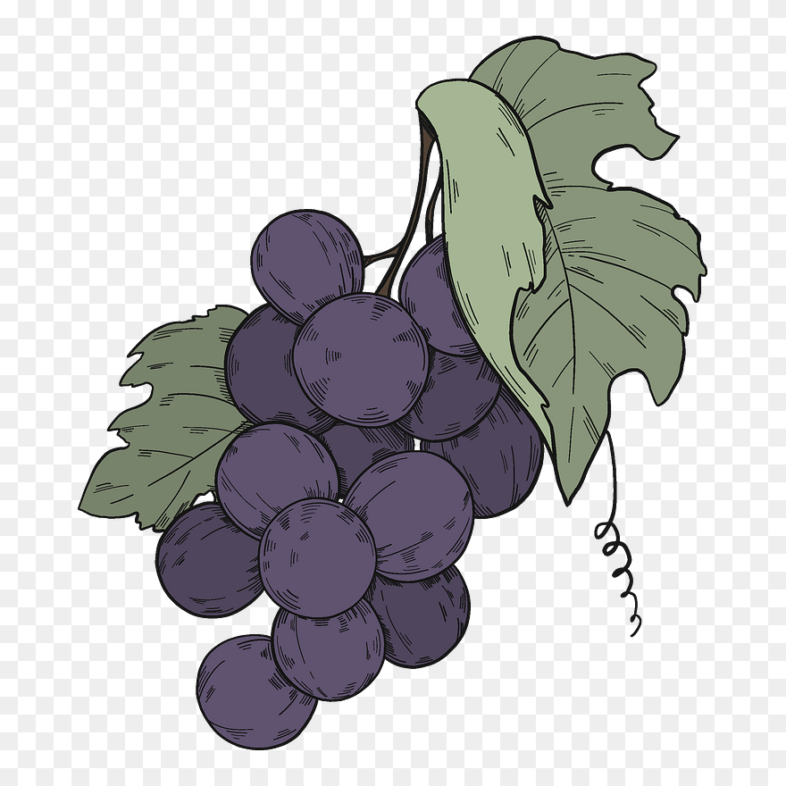 Black Grapes With Leaves Clipart - Seedless Fruit - Png Download