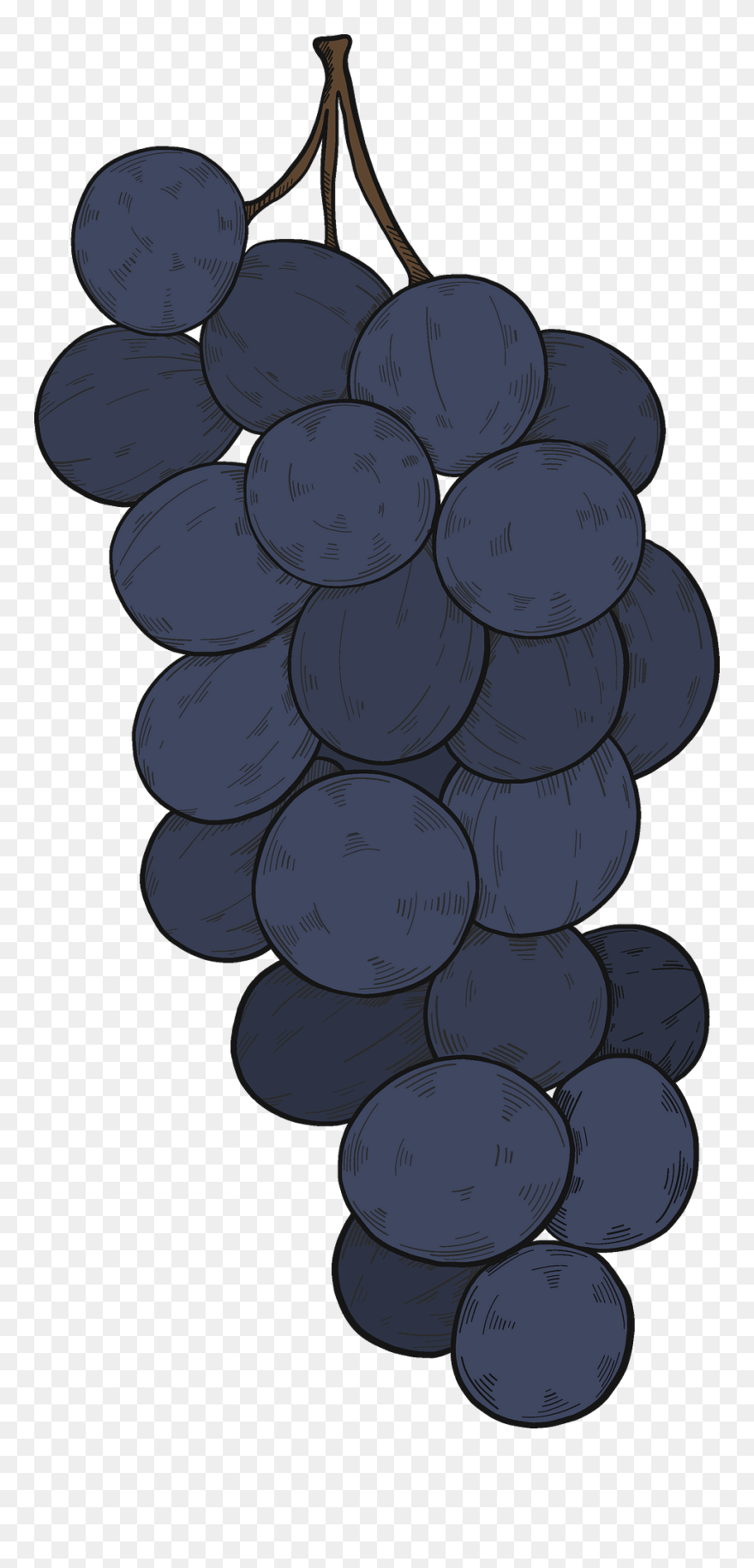 Seedless Fruit Clipart