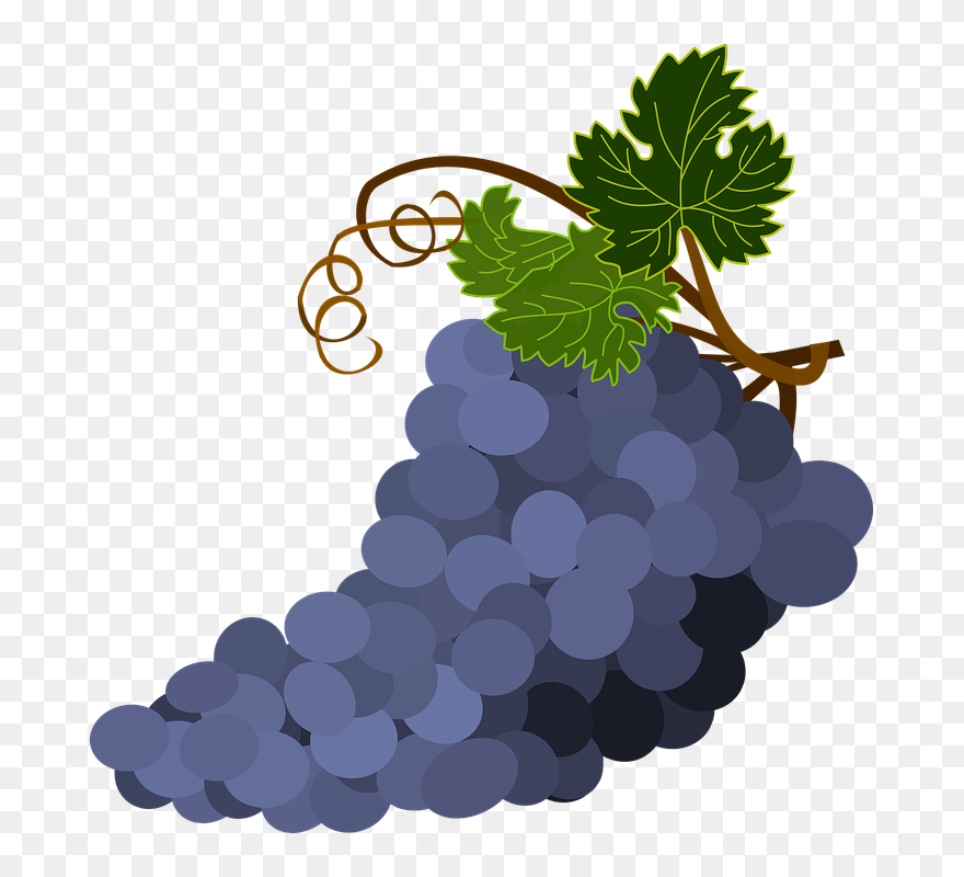 Grapevine Clipart Stencil - Grapes Transparent Vector - Png Download