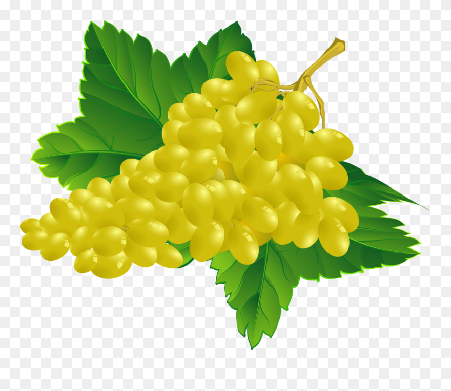 Grape Vector Clipart