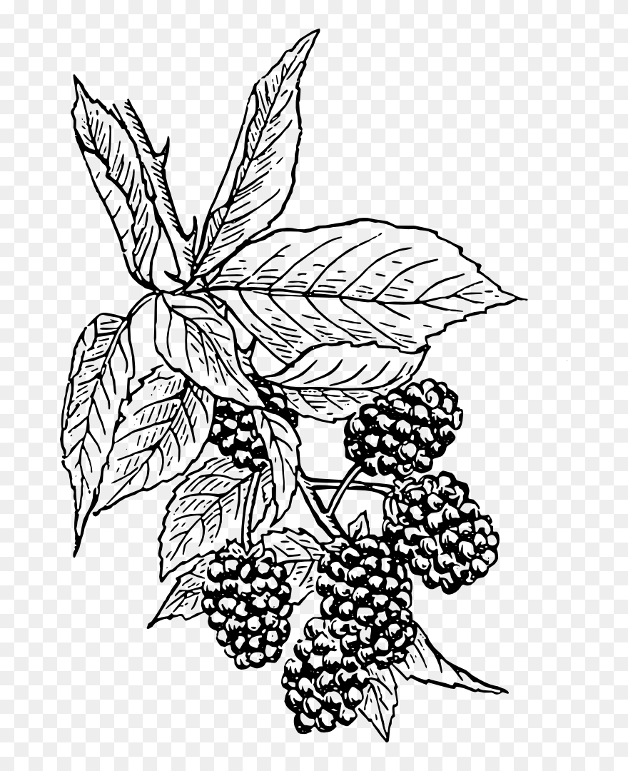 Onlinelabels Clip Art - Blackberry Clip Art - Png Download