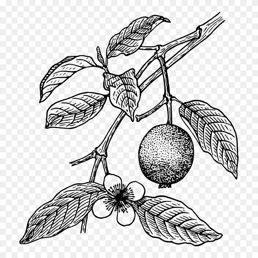 Guava Tree Clipart Black And White - Png Download