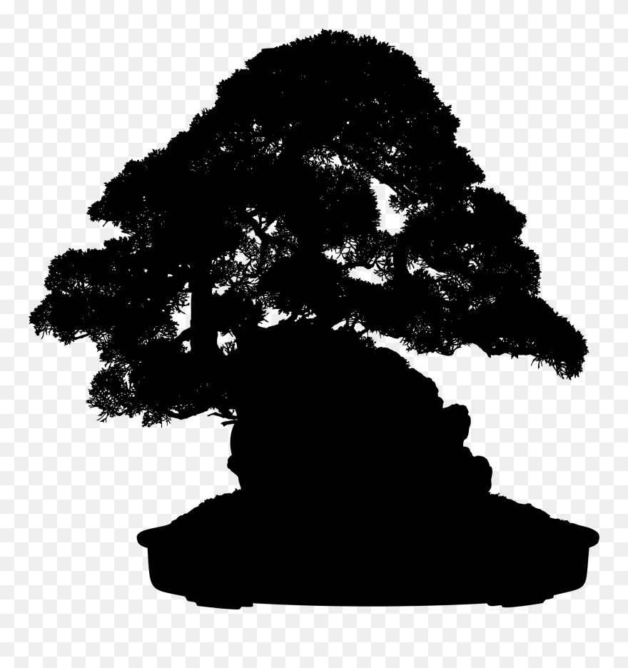 Indoor Bonsai Tree Light Weeping Fig - Bonsai Tree Transparent Background Clipart