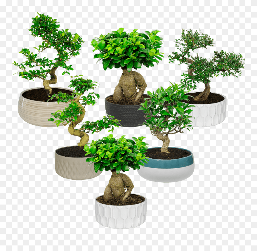 Bonsai Aldi Clipart