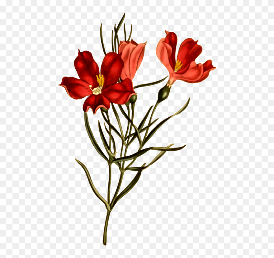 Botanical Illustration Png Clipart