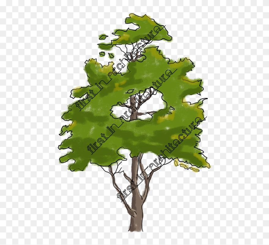 Trees For Elevation Photoshop Png Clipart