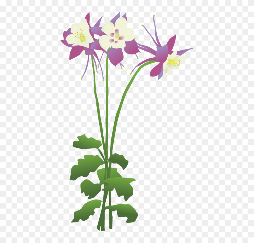 Columbines Clipart Png Transparent Png