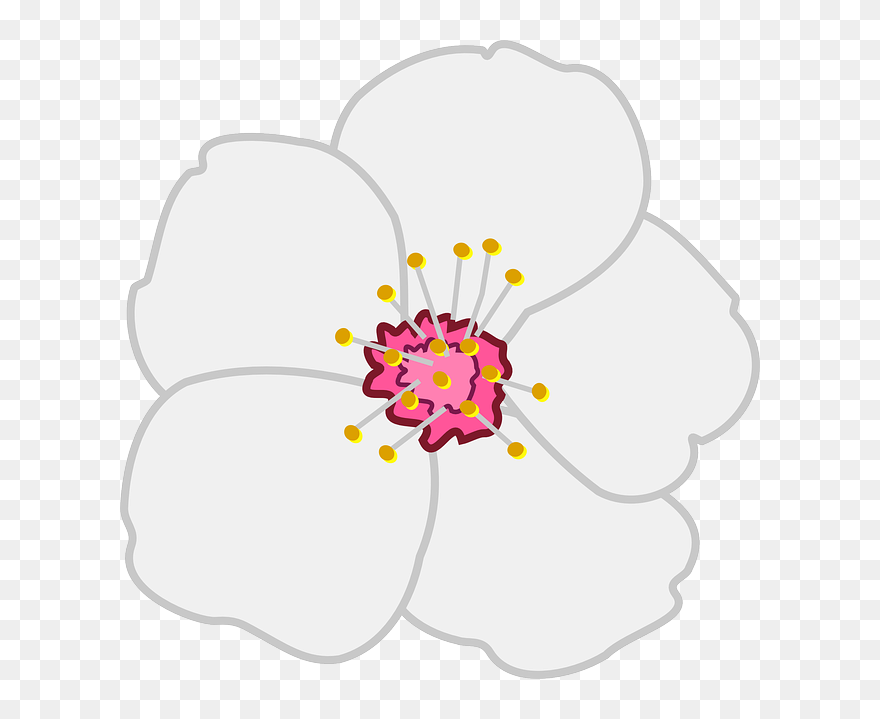 Food, Flower, Nature, Blossom, Almond - Almond Blossom Clipart - Png Download