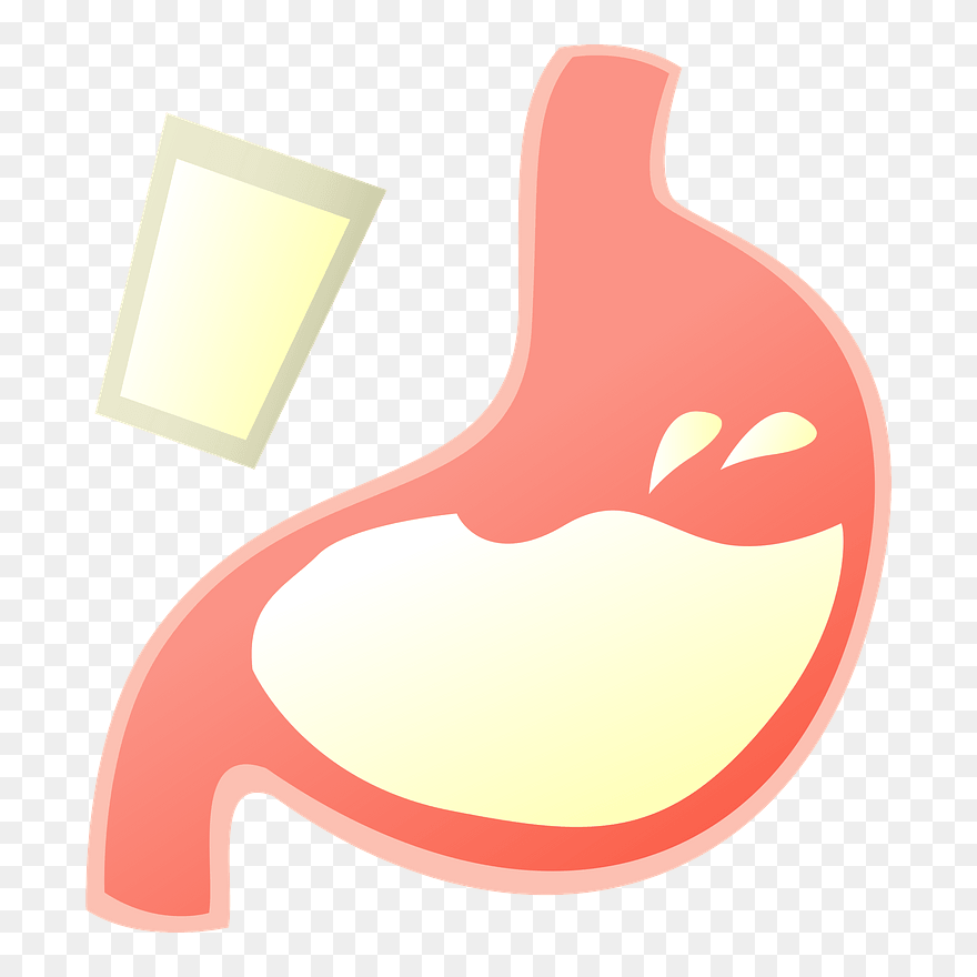 Stomach Organ Barium Clipart - Png Download