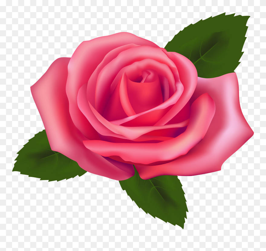 Beautiful Pink Rose Png Clipart - Rose Clip Art Png Transparent Png