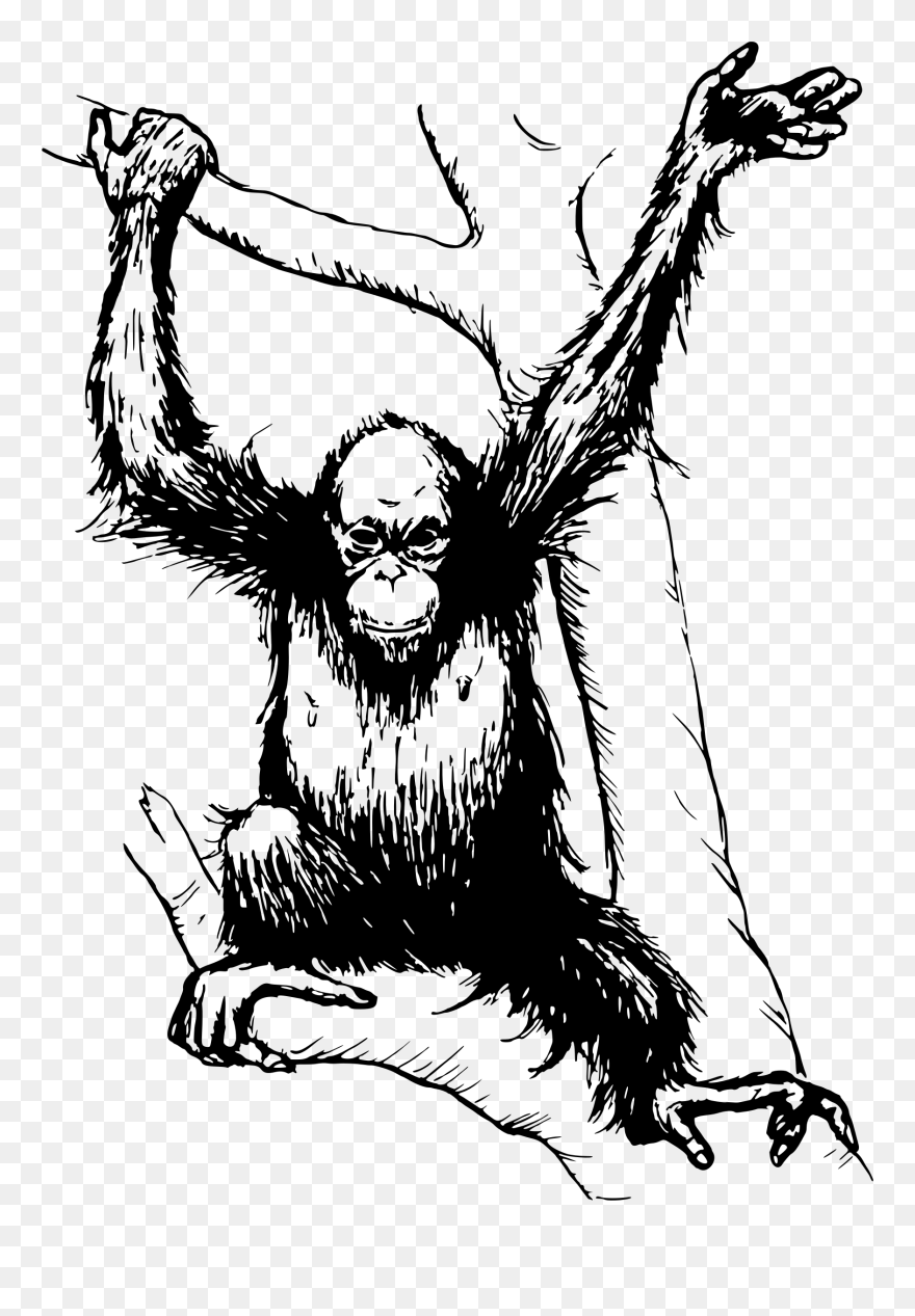 Chimp Drawing Orangutan Transparent Png Clipart Free - Orang Utan Black And White