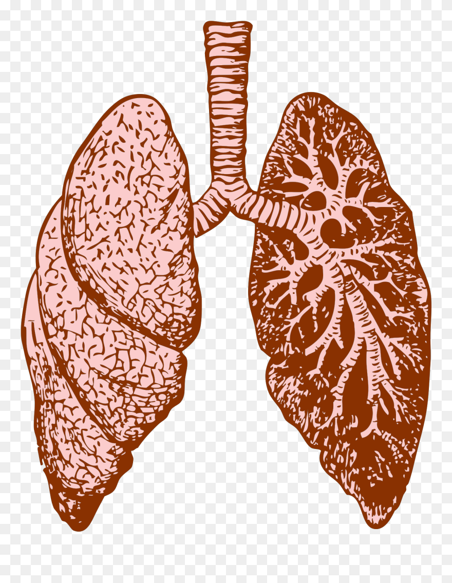 Lungs Png Clipart