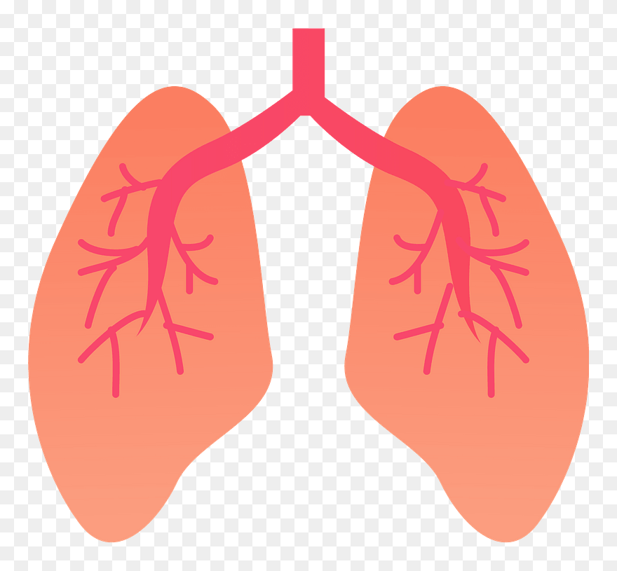 Lung Organ Clipart - Lungs Clipart - Png Download