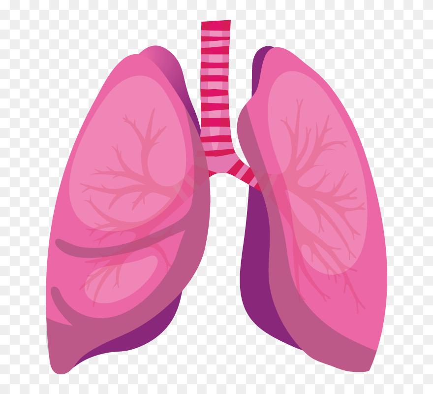 Clip Art - Png Download