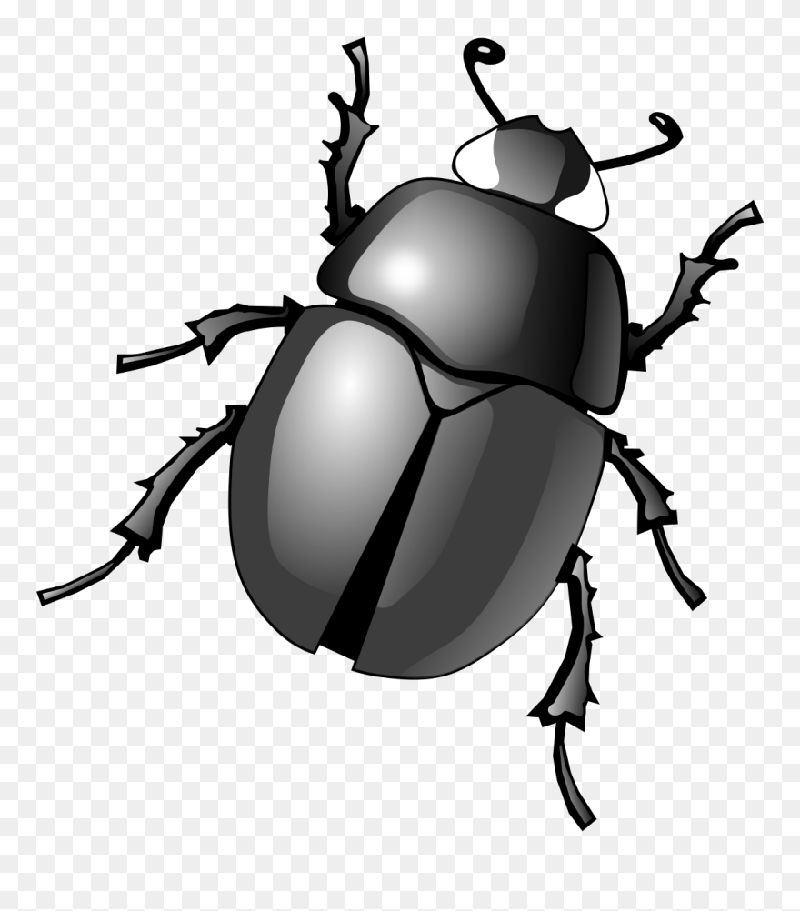Beetle Transparent Clipart - Beetle Clipart - Png Download
