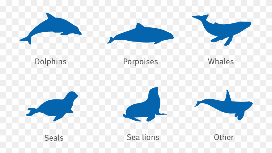 Dolphin, Porpoise, Whale, Seal And Sea Lion Silhouettes - Seal Vs Sea Lion Silhouette Clipart