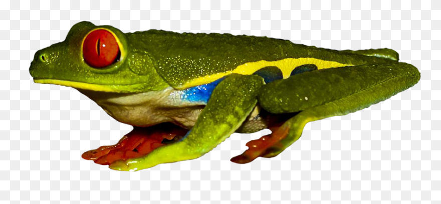 Frog Clipart Clear Background - Frogs - Png Download