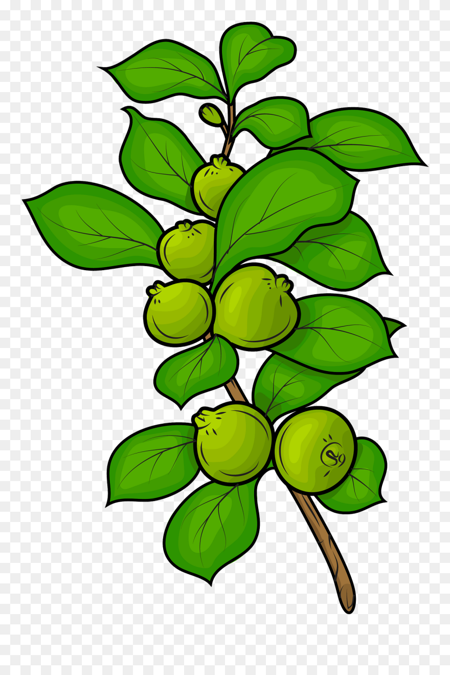 Clipart Clip Art Guava Tree - Png Download