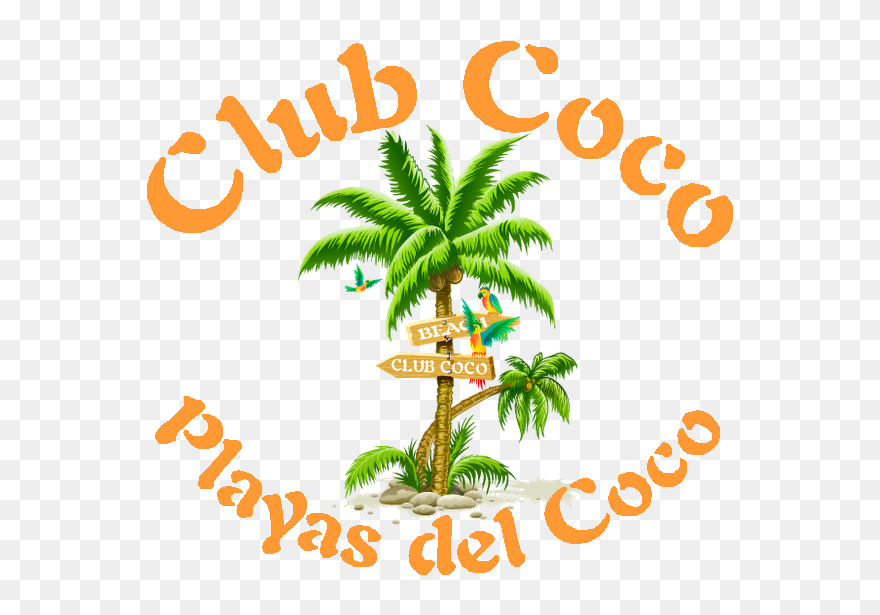 Coconut Tree Png Clipart , Png Download Transparent Png