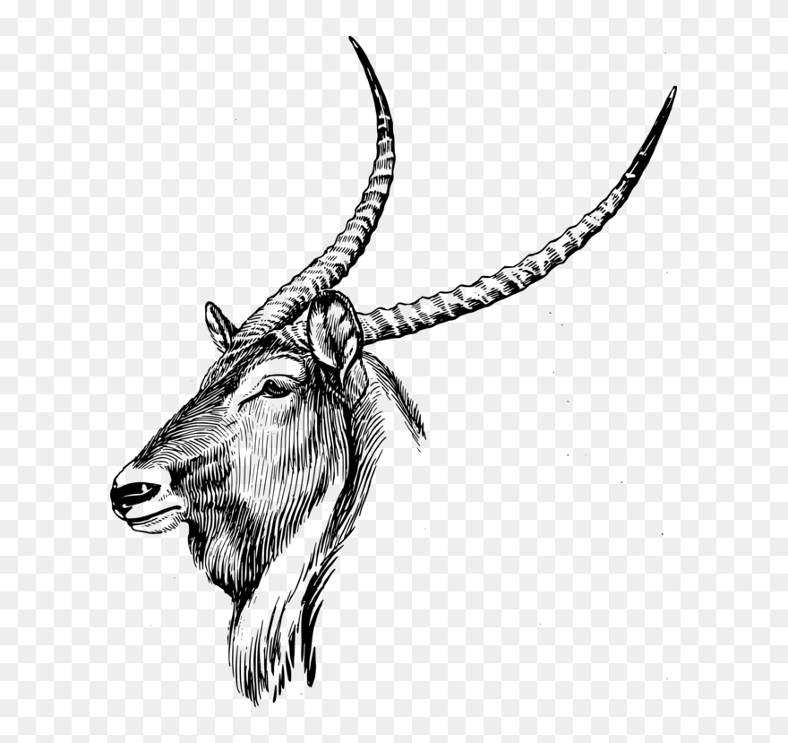 Line - Waterbuck Silhouette Clipart