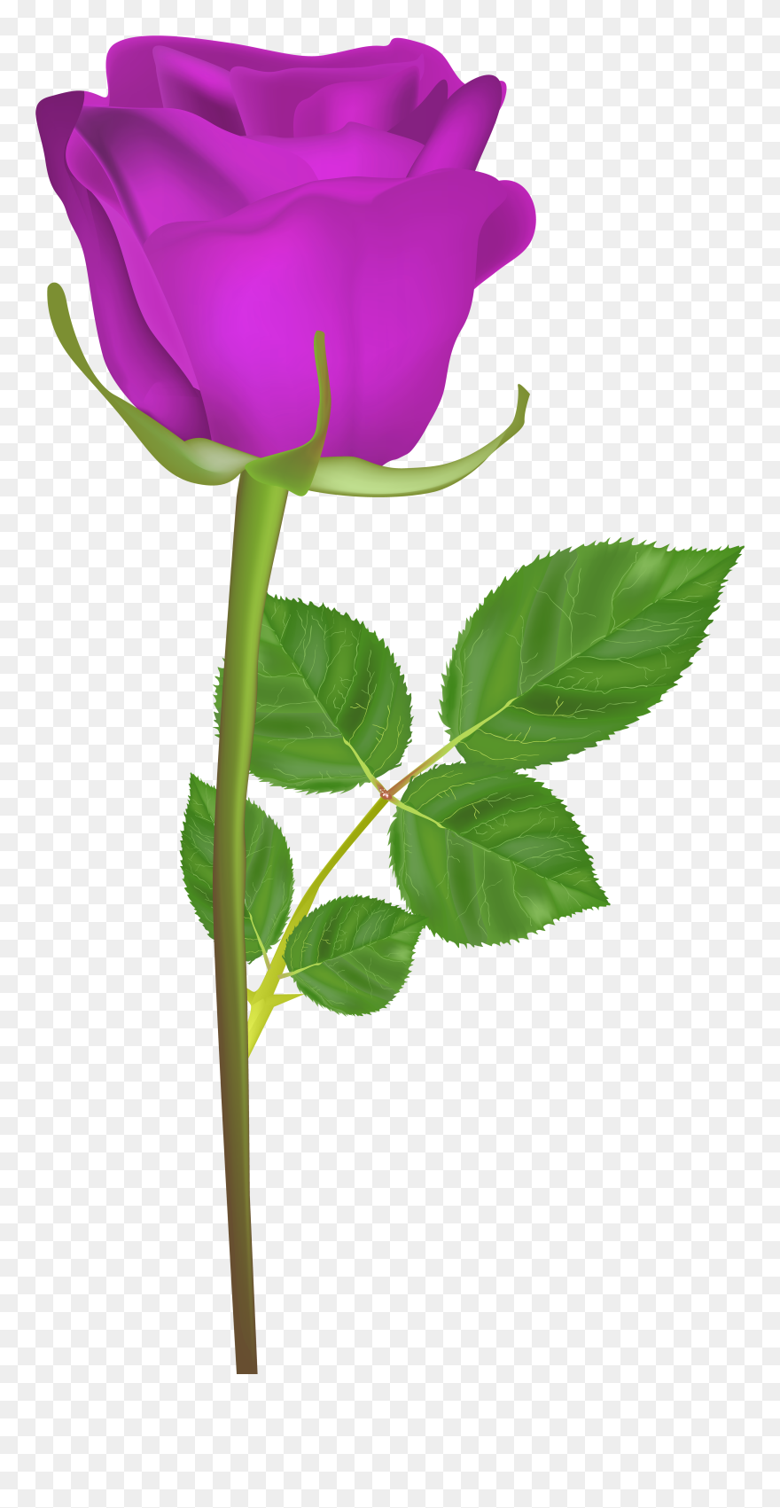 Rose With Stem Purple Png Clip Art Imageu200b Gallery - Gulab Ka Phool Hd Transparent Png
