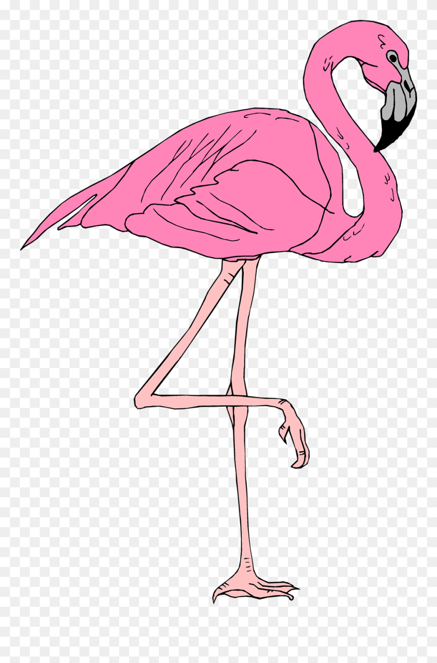 Flamingo Transparent Illustration - Pink Flamingo Transparent Background Clipart