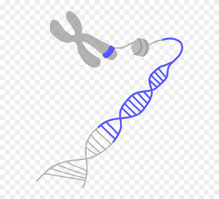 Protection Of Genetic Diversity Clipart