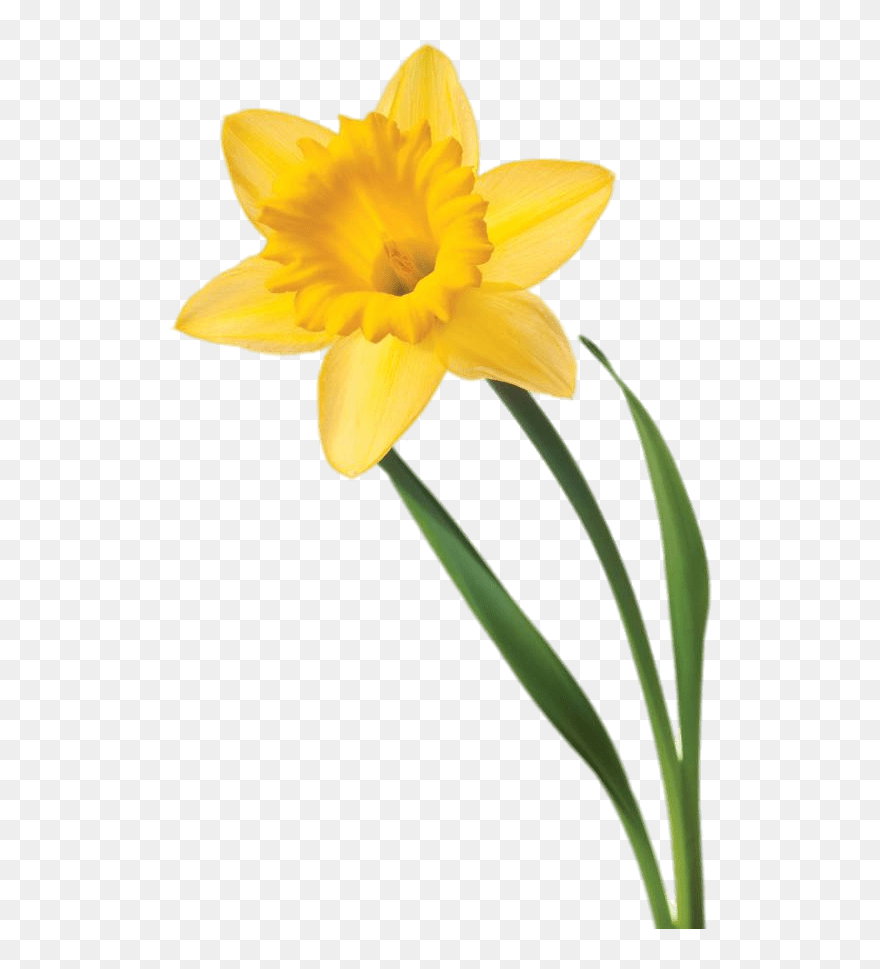 Daffodil Flower Clip Art - Welsh Daffodil - Png Download