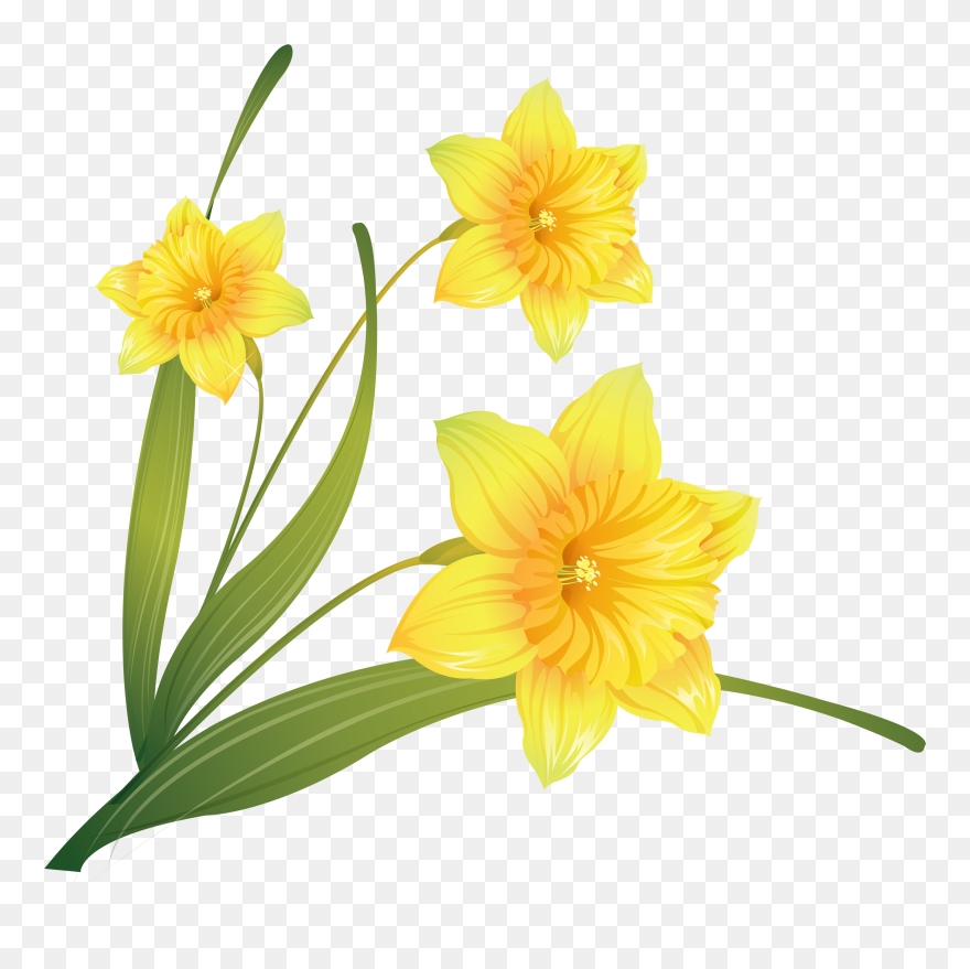Daffodil Clip Art - Transparent Background Daffodil Clipart - Png Download