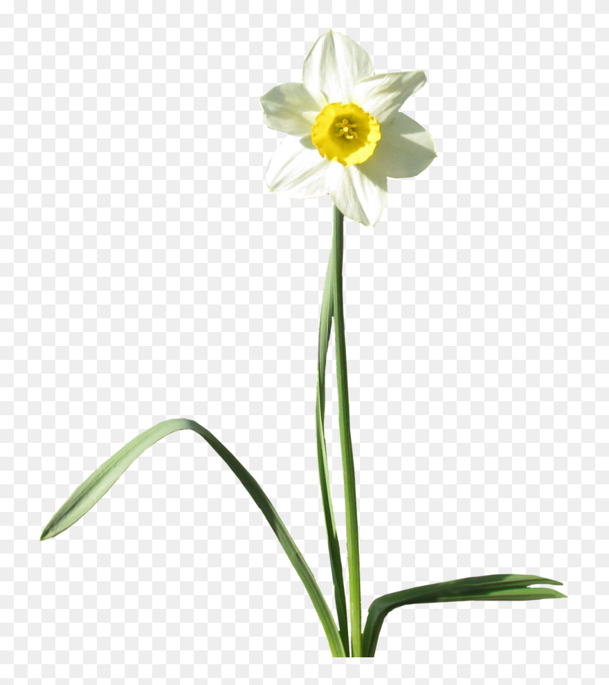 Daffodil Desktop Wallpaper Clip Art - White Daffodil Transparent Background - Png Download