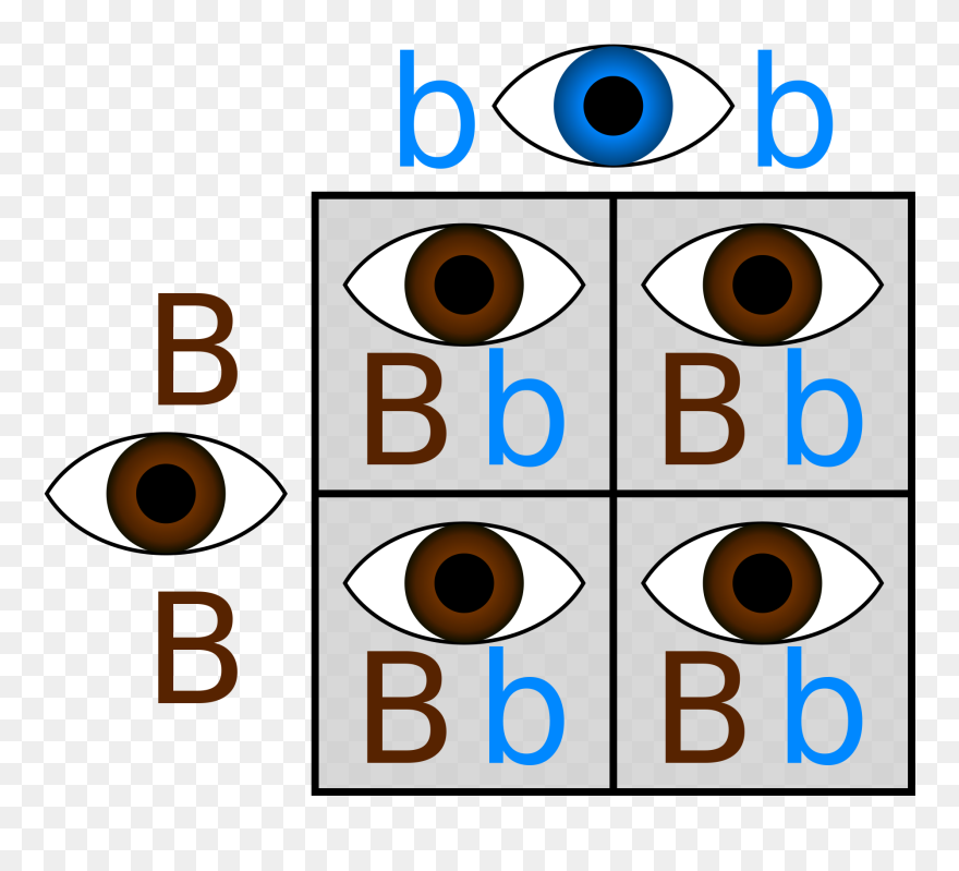 Blue Eyes Clipart Child Observation - Punnett Square Eye Color Brown And Blue - Png Download