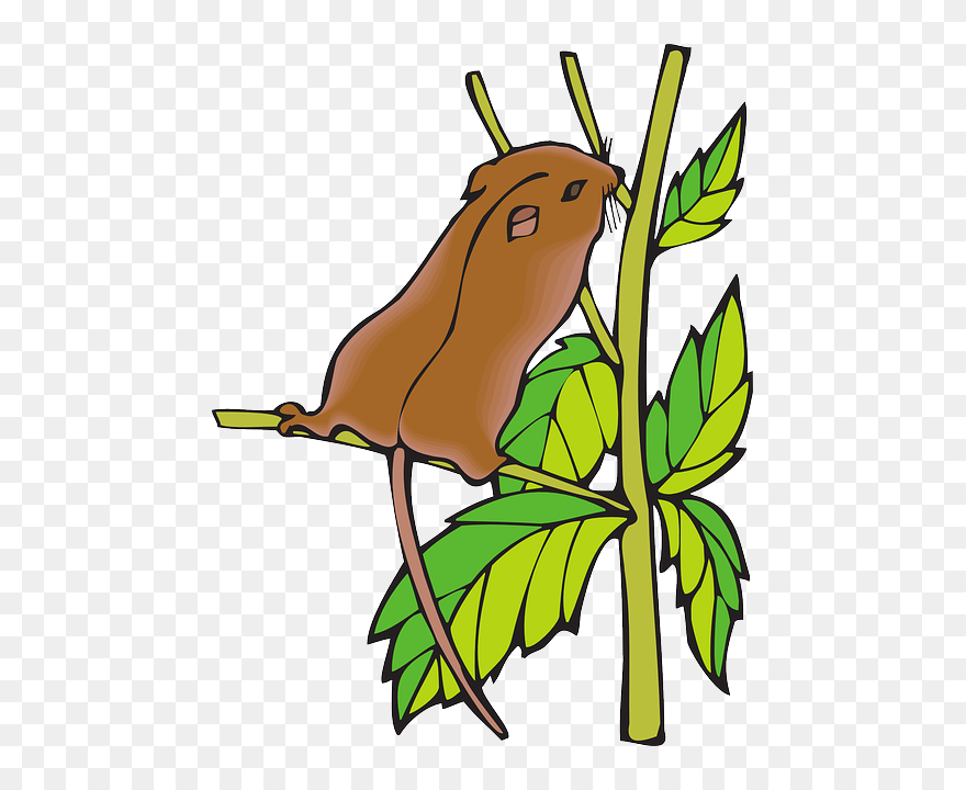 Branch, Chipmunk, Leaves, Animal, Tail, Stretching - Chipmunk Clipart