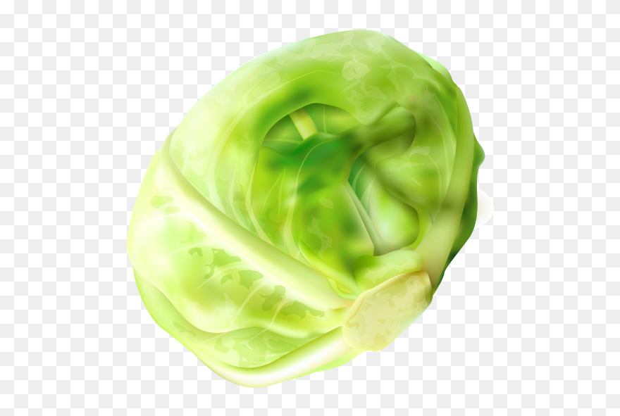 Cabbage Clipart Png Image Free Download Searchpng - Brussel Sprout Png Transparent Png