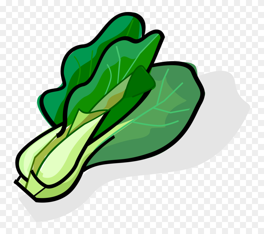 Cabbage Clipart Bok Choy - Bok Choy Vector Png Transparent Png