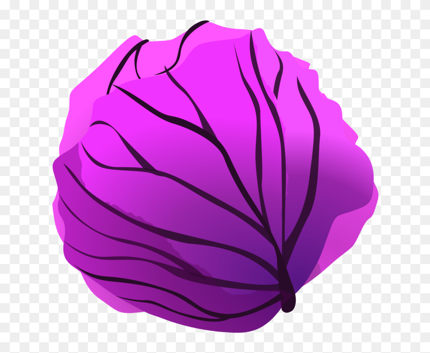 Plant,flower,leaf - Purple Cabbage Clipart - Png Download