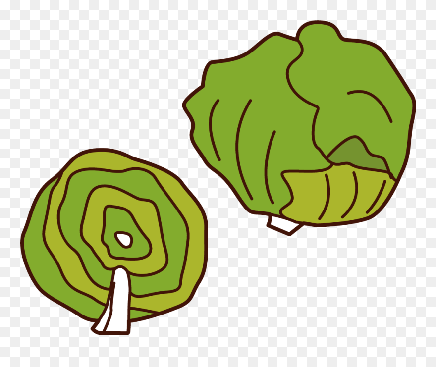 Lettuce Illustrations - Cabbage Clipart