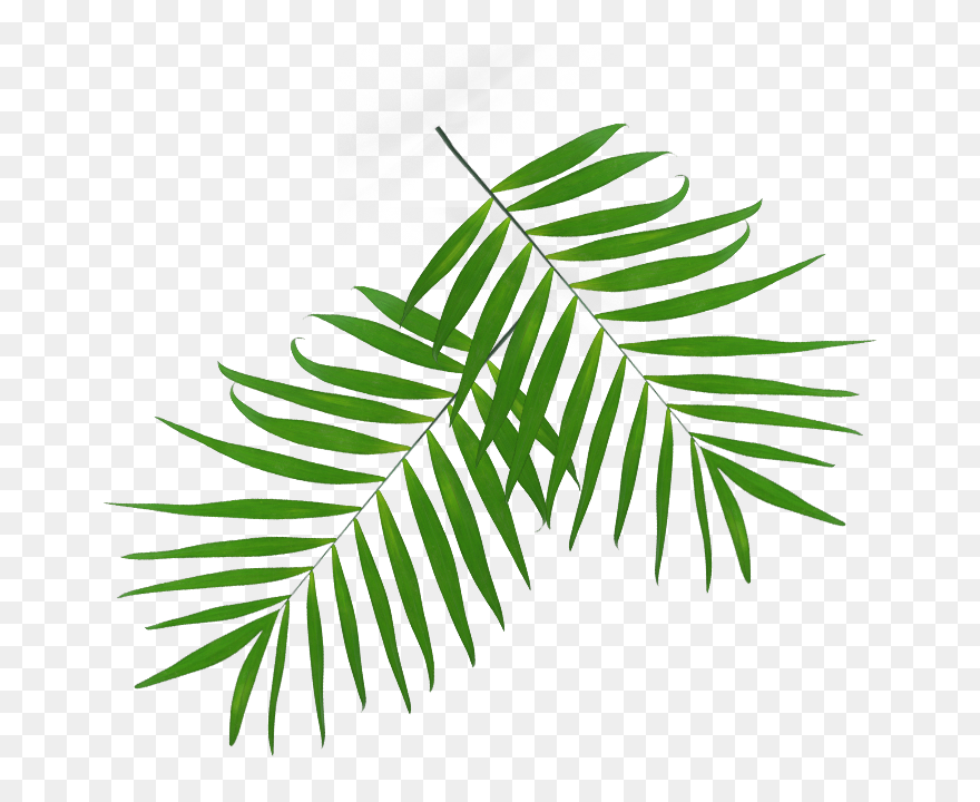 Clip Art - Png Download