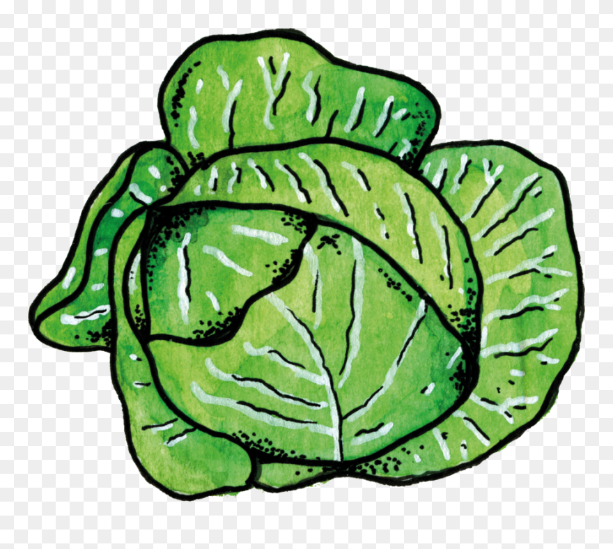 Cabbage Clipart