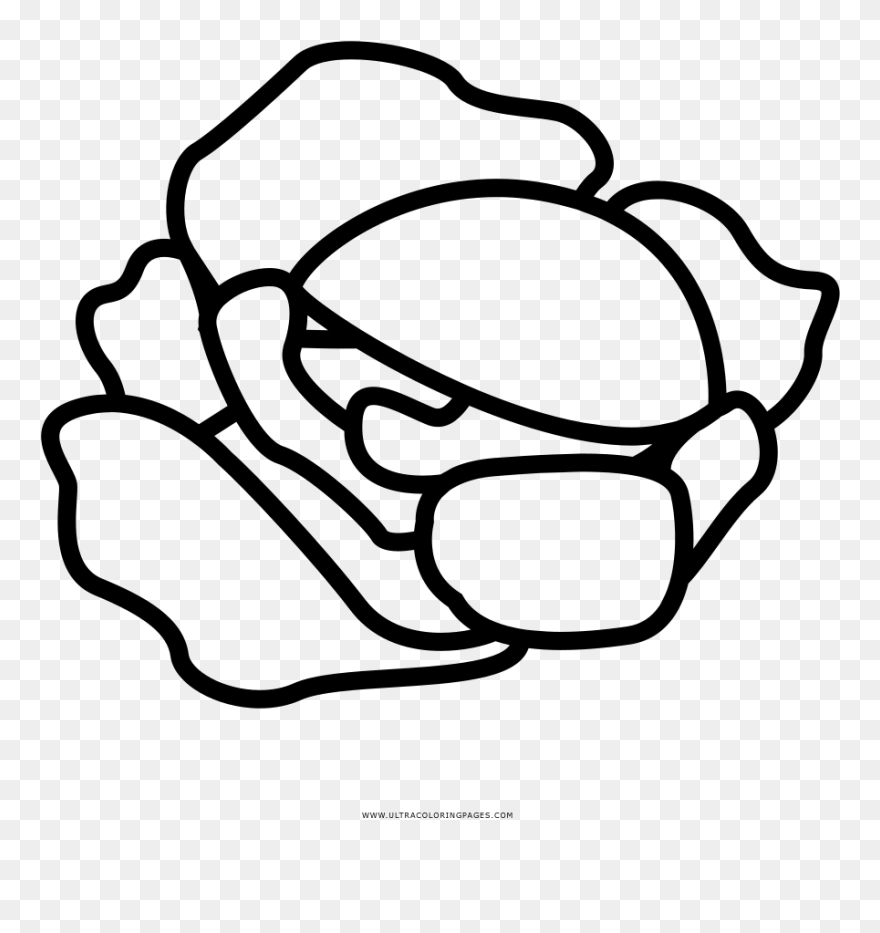 Cabbage Coloring Page - Line Art Clipart