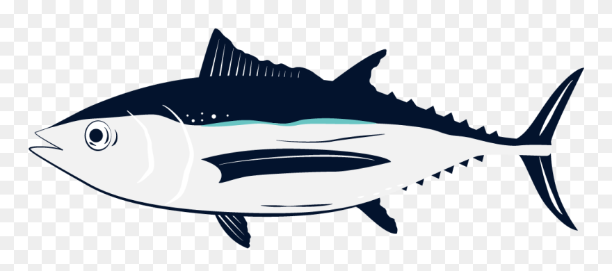 Albacore Fish Clipart