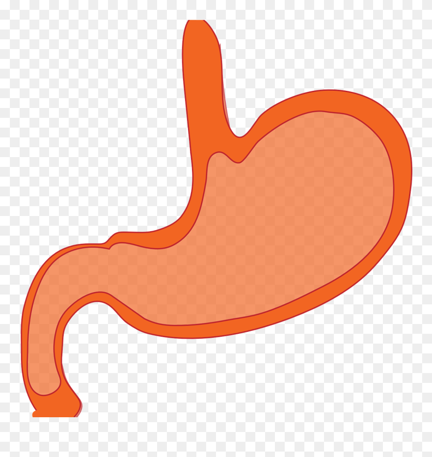 Stomach - Stomach Clipart Transparent - Png Download