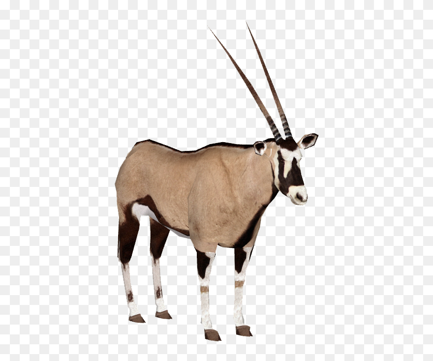 Gemsbok Png Clipart
