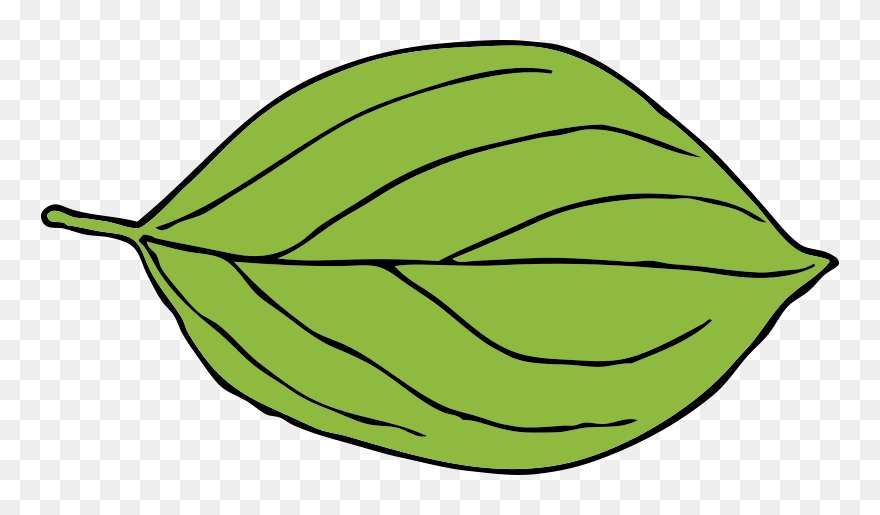 Oval Shaped Leaves Clipart - Png Download