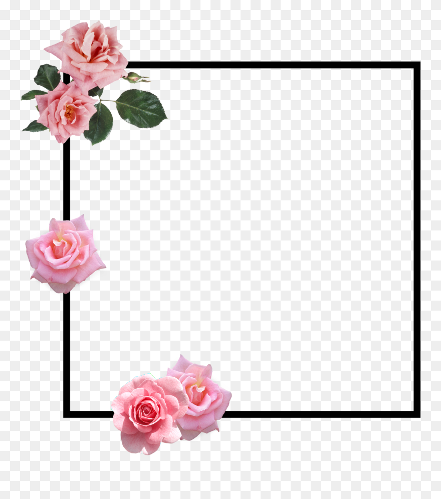 Pink Rose Border 💕 Clipart