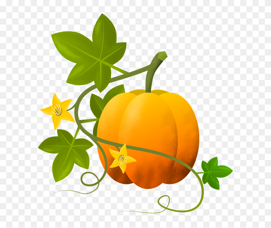 Planta De Calabaza Dibujo Clipart